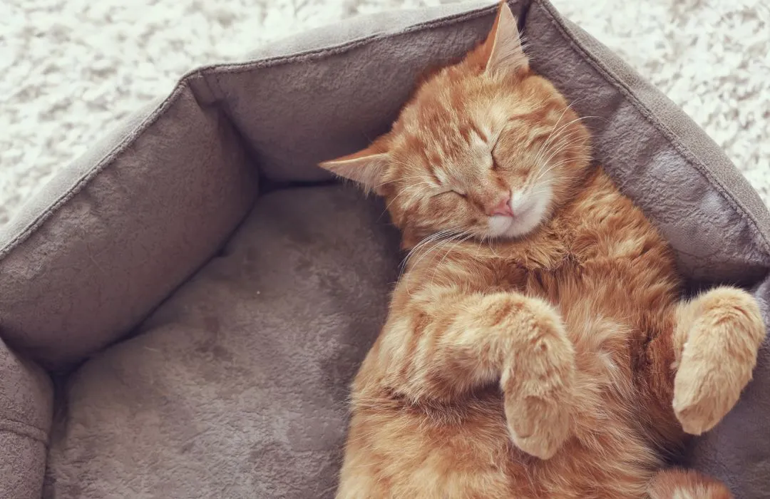 lavado de cama de gatos cali y palmira