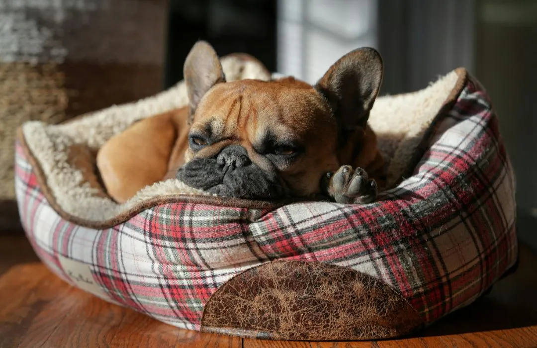 lavado de cama de perros en cali y palmira